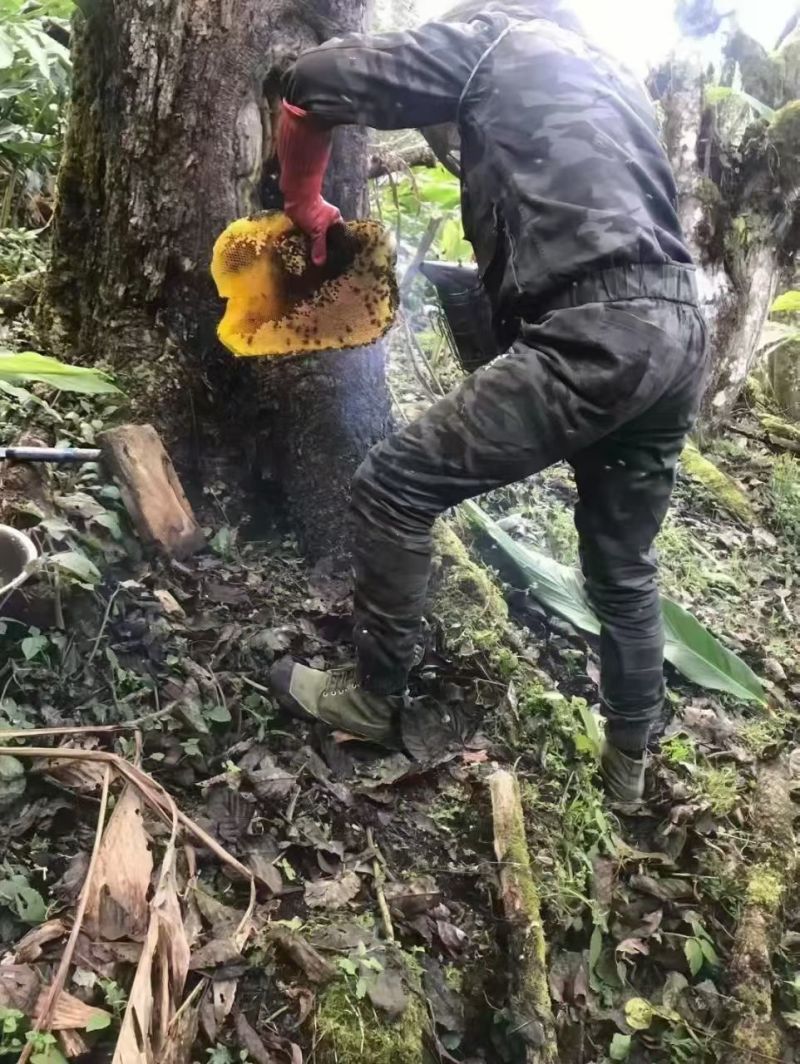 树洞蜜