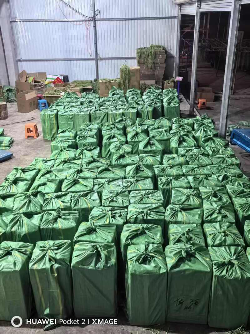 精品贡菜段（5公分10公分）产地直供货源充足全国接单