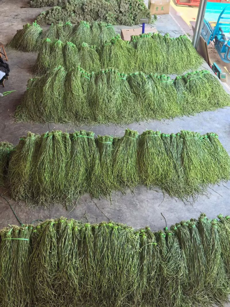 精品贡菜段（5公分10公分）产地直供货源充足全国接单
