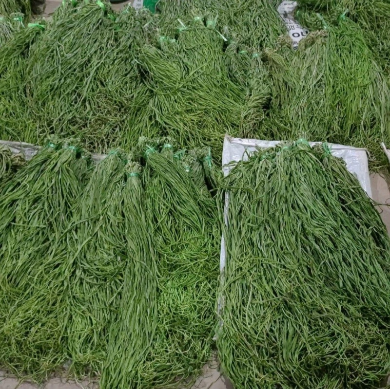 精品贡菜段（5公分10公分）产地直供货源充足全国接单