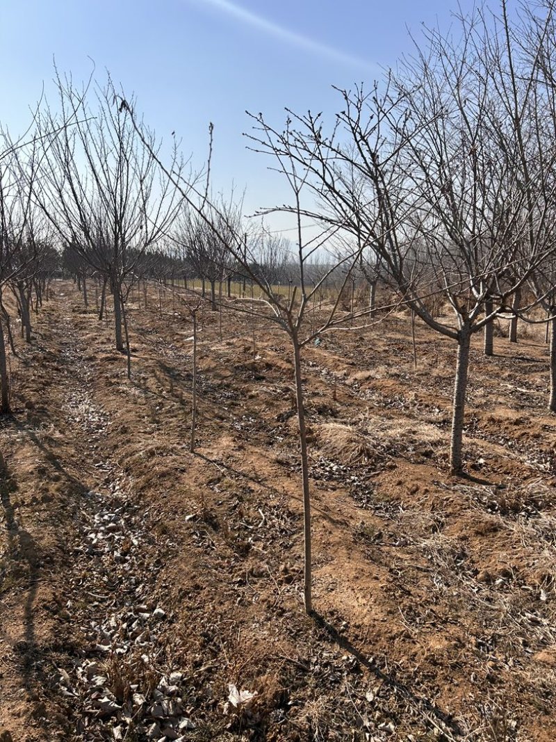 4公分木槿4公分木槿带土球裸根基地大量供货