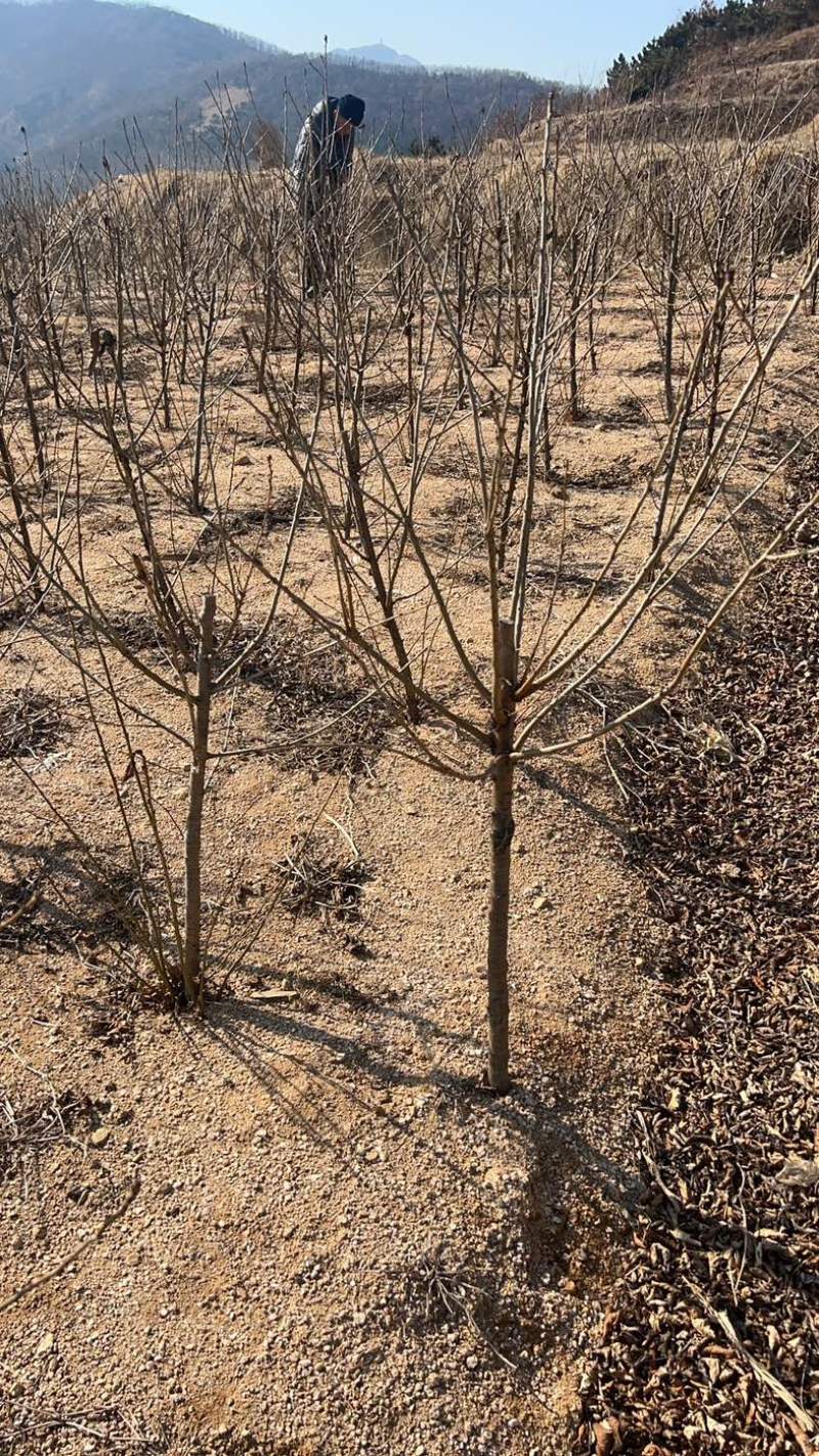 4公分木槿4公分木槿带土球裸根基地大量供货