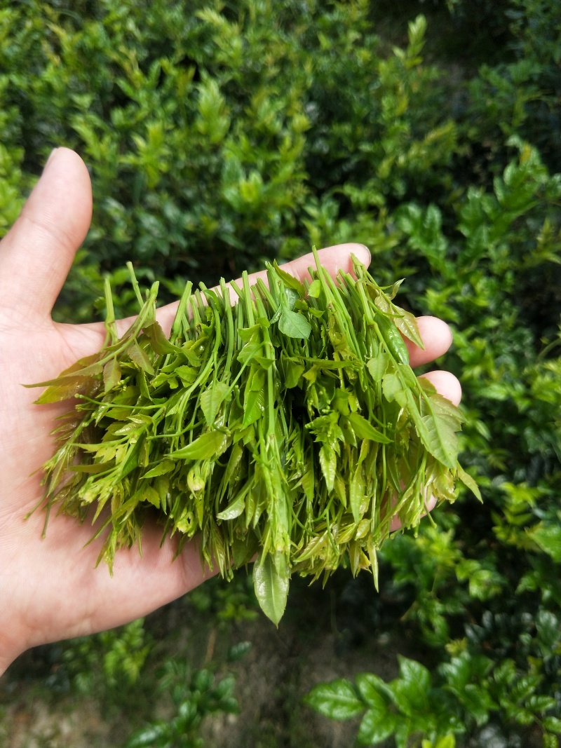 恩施来凤藤茶芽朵