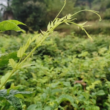恩施来凤藤茶