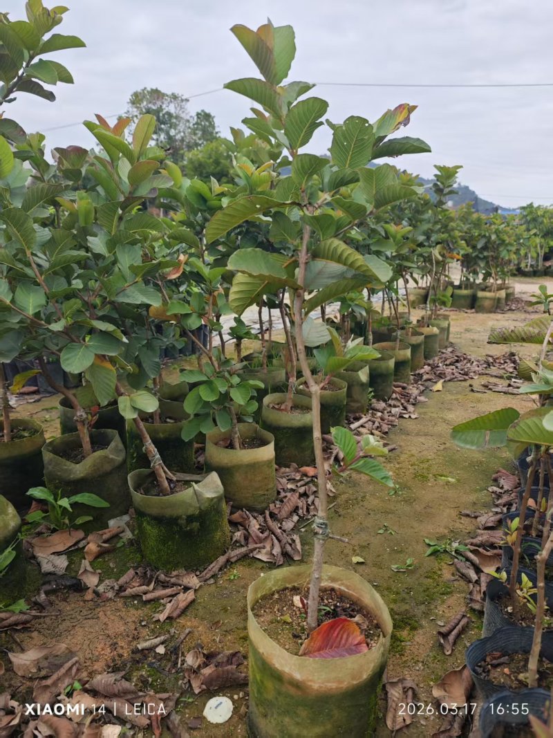 风石榴80-120高