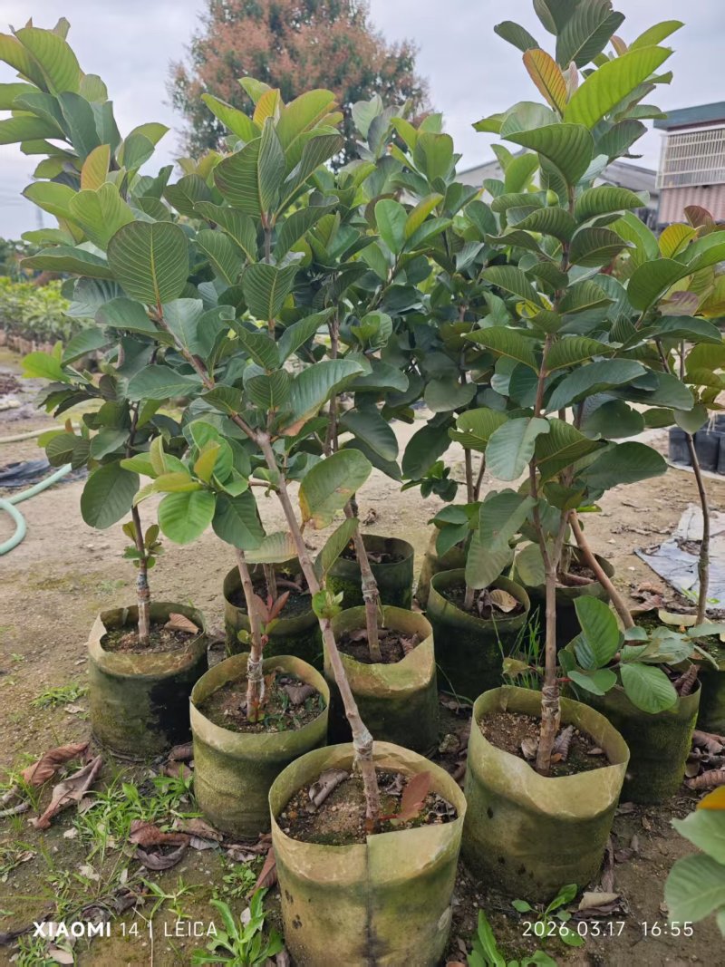 风石榴80-120高