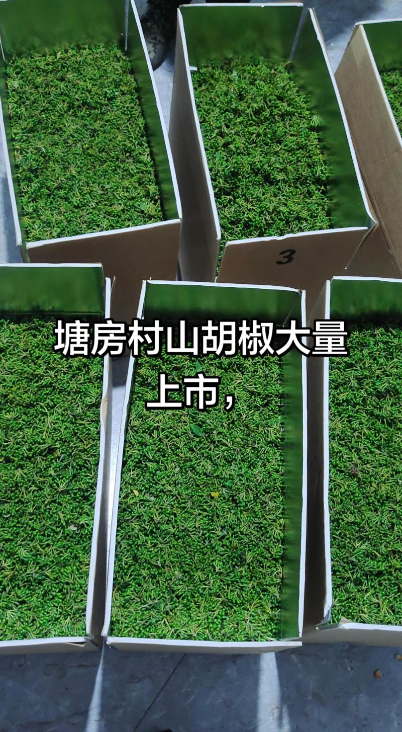 新鲜木姜子，当天采摘当天发货。货源充足，种植地直发