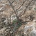 大樱桃车厘子纯绿色露天山涧无农药车厘子