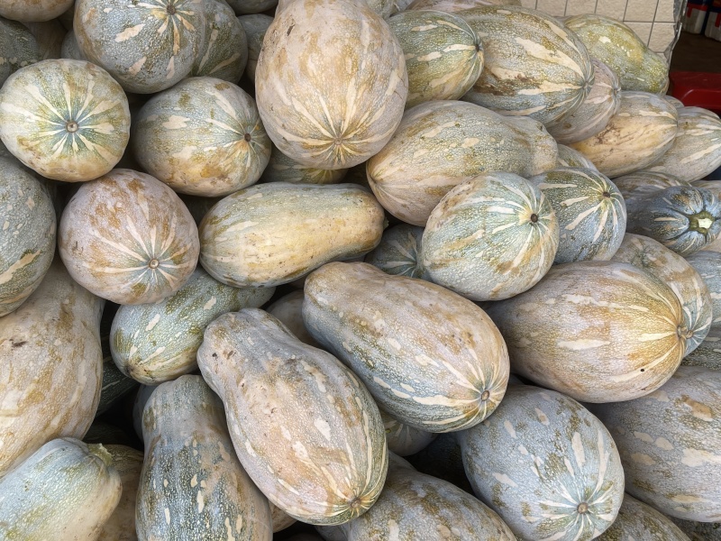密本大南瓜