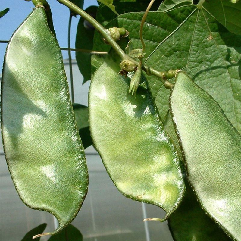 大肉猪耳朵扁豆绿眉豆种子高产抗病耐热耐寒春秋播蔬菜