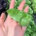 大肉猪耳朵扁豆绿眉豆种子高产抗病耐热耐寒春秋播蔬菜