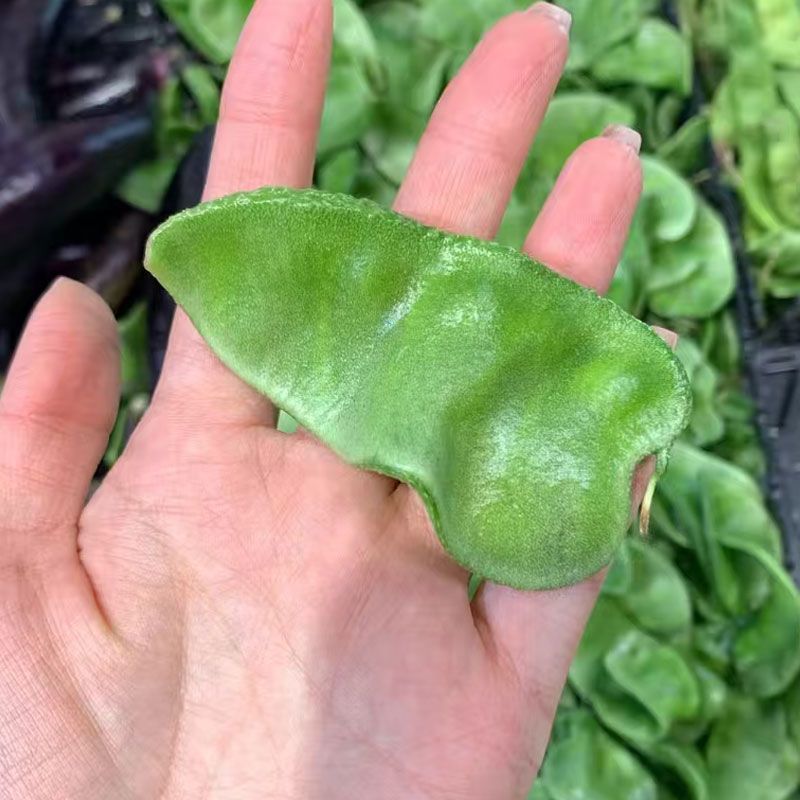 大肉猪耳朵扁豆绿眉豆种子高产抗病耐热耐寒春秋播蔬菜