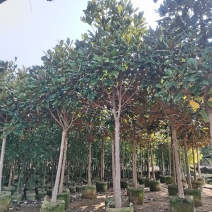 广玉兰