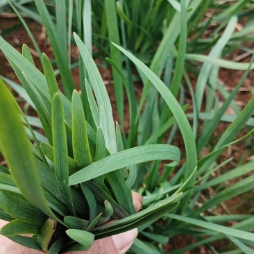 韭菜/大叶韭菜/云南昆明韭菜种植基地/产地直发