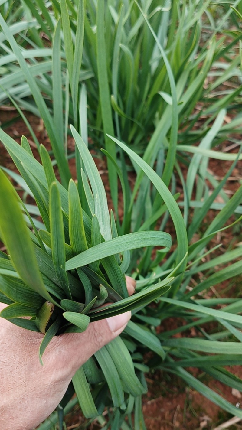 韭菜/大叶韭菜/云南昆明韭菜种植基地/产地直发