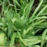 韭菜/大叶韭菜/云南昆明韭菜种植基地/产地直发