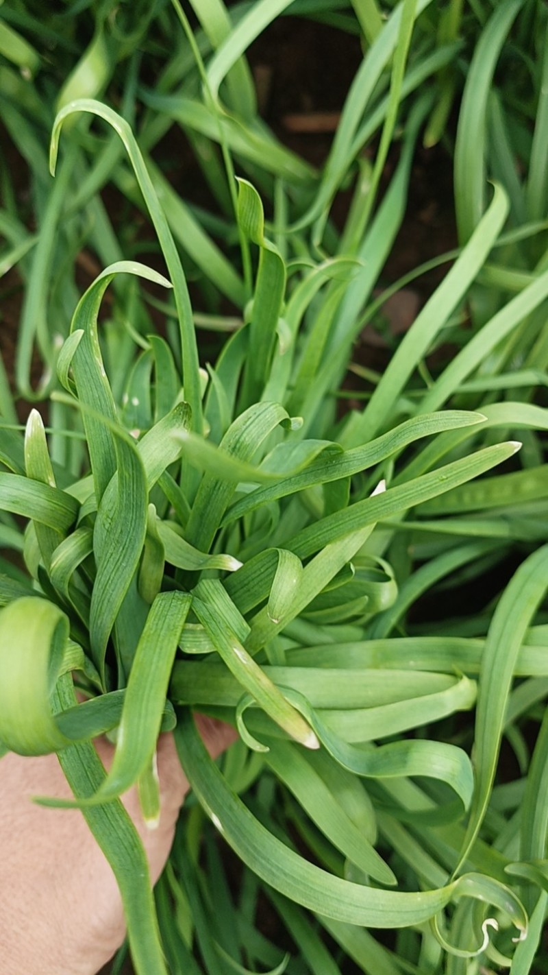 韭菜/大叶韭菜/云南昆明韭菜种植基地/产地直发
