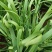 韭菜/大叶韭菜/云南昆明韭菜种植基地/产地直发