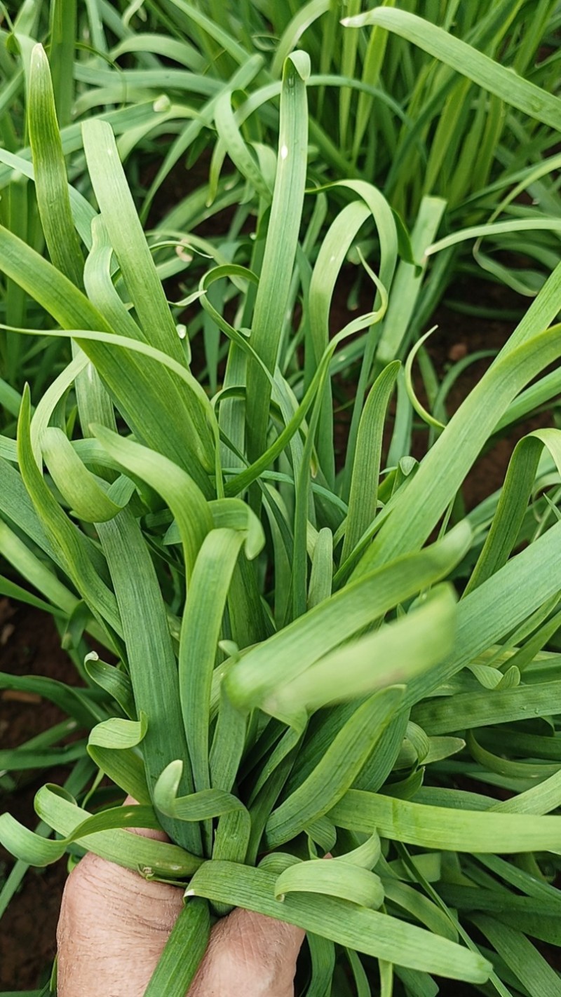韭菜/大叶韭菜/云南昆明韭菜种植基地/产地直发
