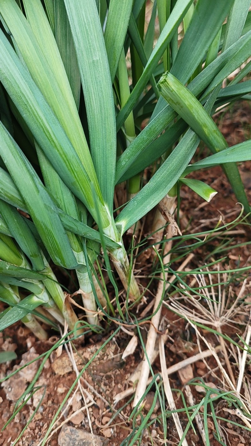 韭菜/大叶韭菜/云南昆明韭菜种植基地/产地直发