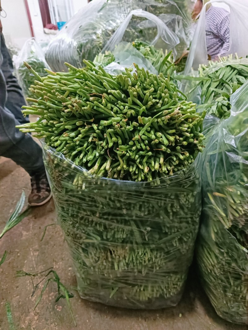 韭菜/大叶韭菜/云南昆明韭菜种植基地/产地直发