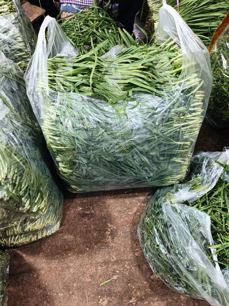 韭菜/大叶韭菜/云南昆明韭菜种植基地/产地直发