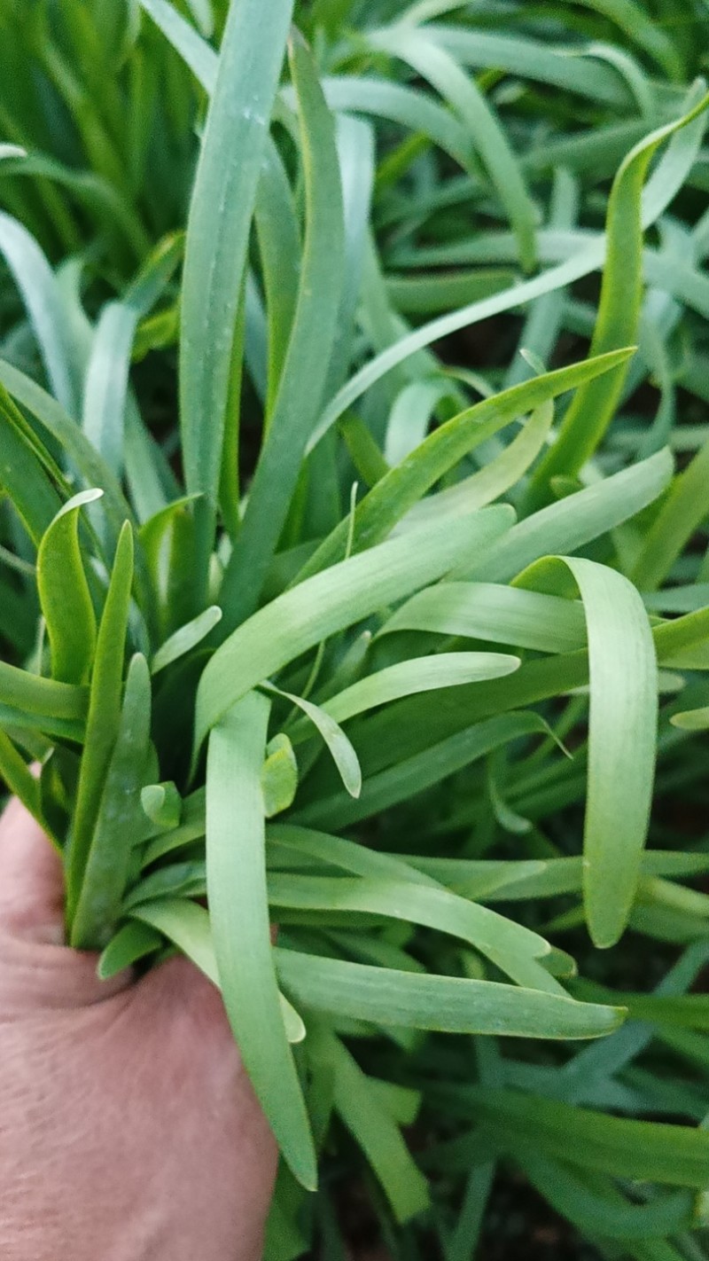 韭菜/大叶韭菜/云南昆明韭菜种植基地/产地直发