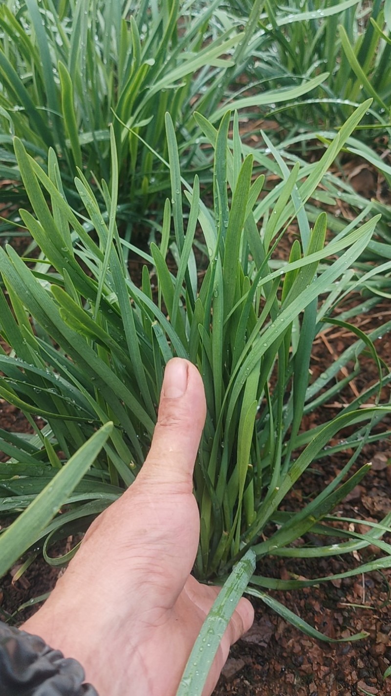 韭菜/大叶韭菜/云南昆明韭菜种植基地/产地直发
