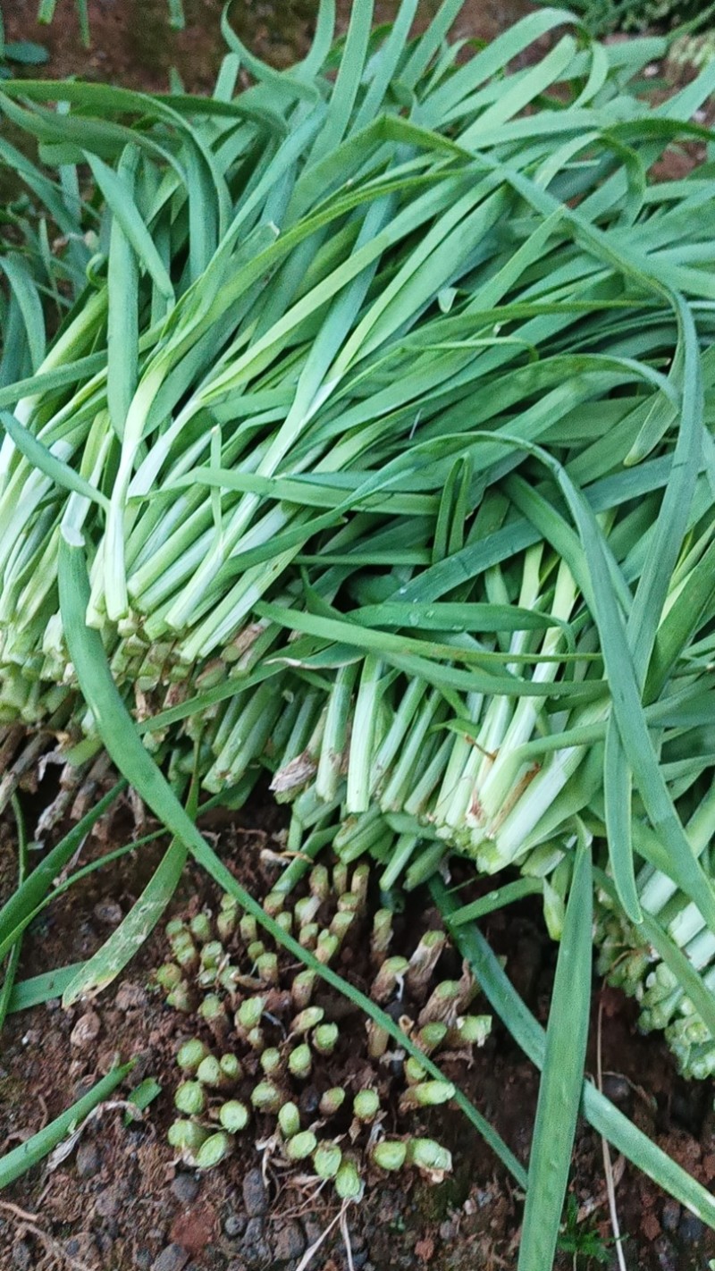 韭菜/大叶韭菜/云南昆明韭菜种植基地/产地直发