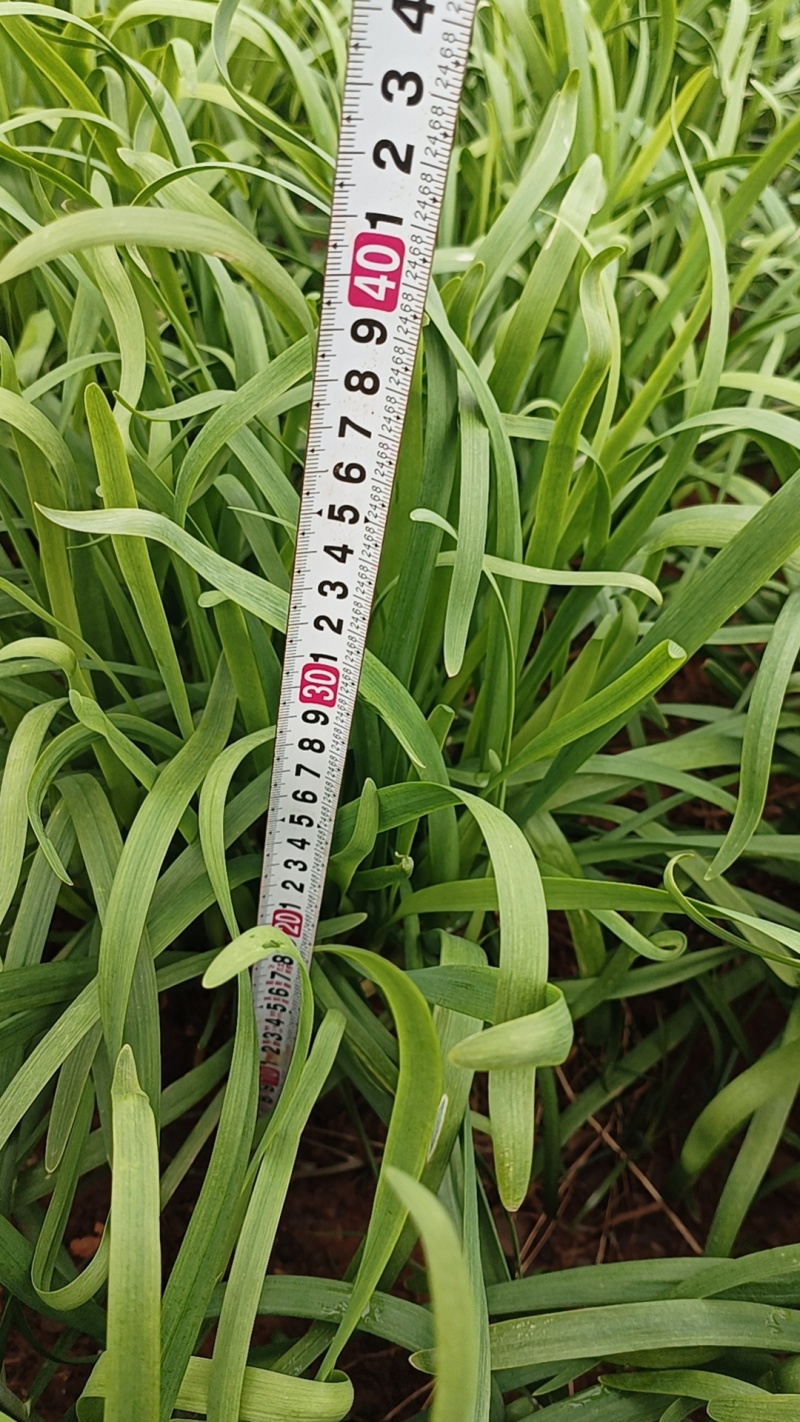 韭菜/大叶韭菜/云南昆明韭菜种植基地/产地直发