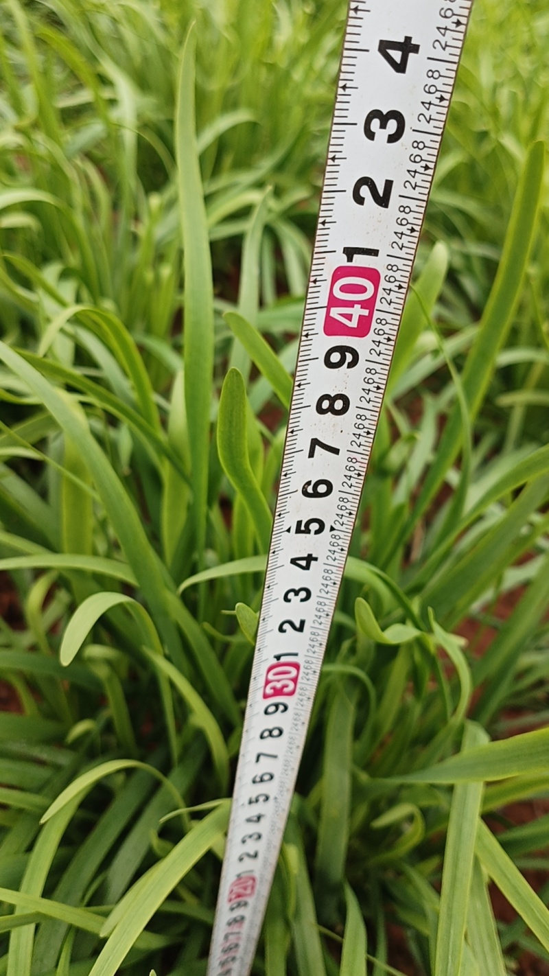韭菜/大叶韭菜/云南昆明韭菜种植基地/产地直发