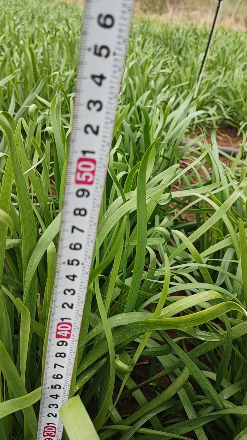 韭菜/大叶韭菜/云南昆明韭菜种植基地/产地直发