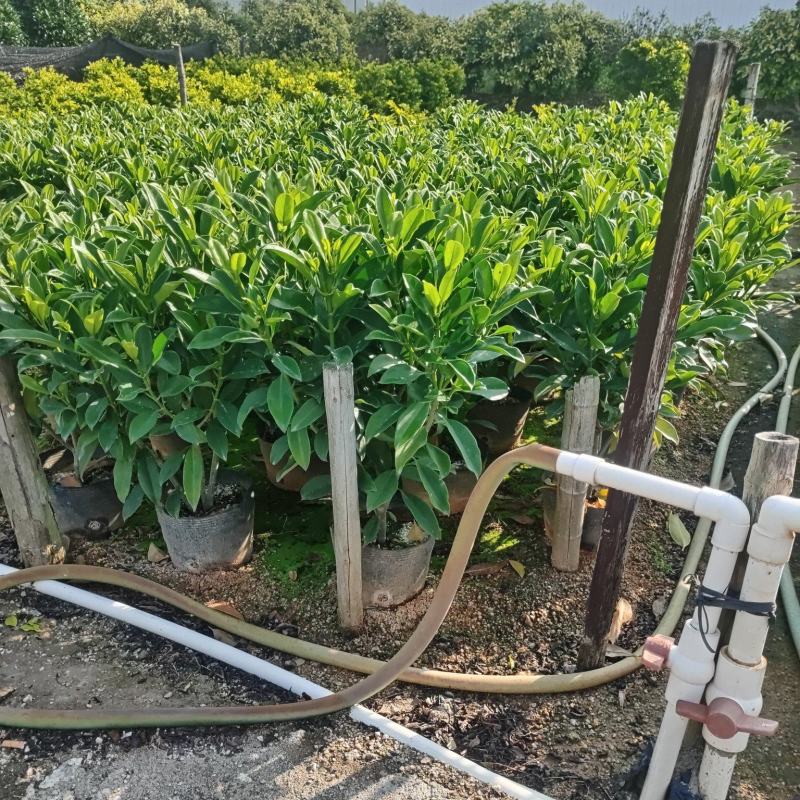 非洲茉莉