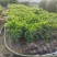非洲茉莉