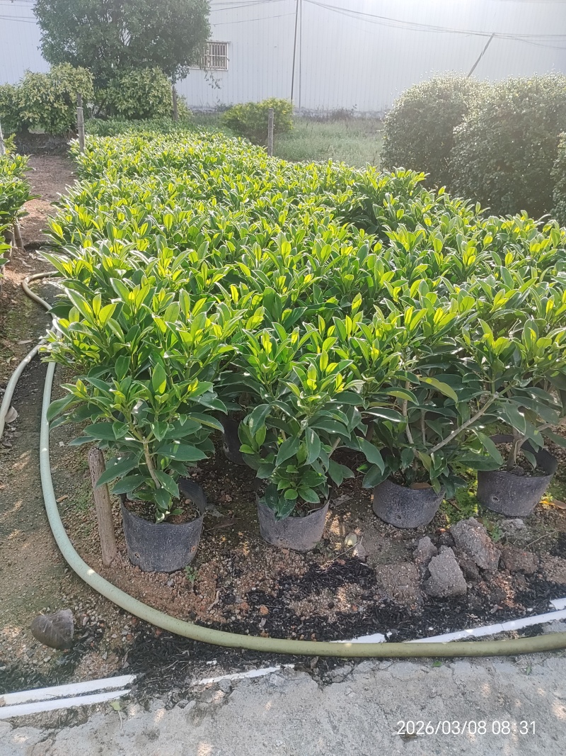非洲茉莉