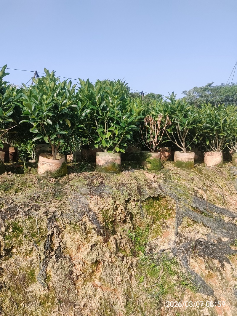 非洲茉莉