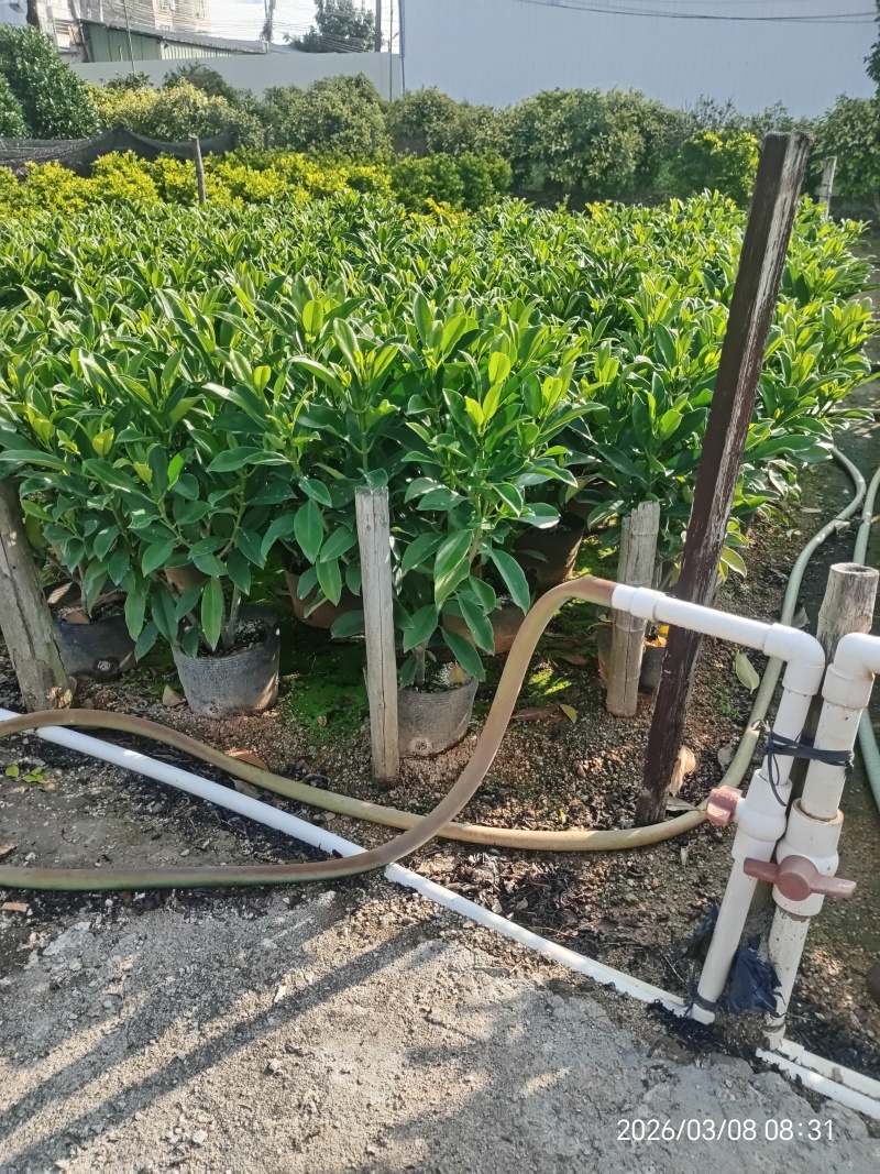 非洲茉莉