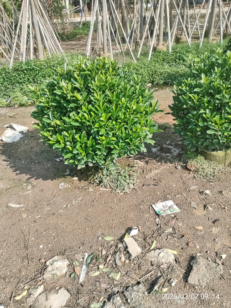 非洲茉莉