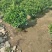 非洲茉莉