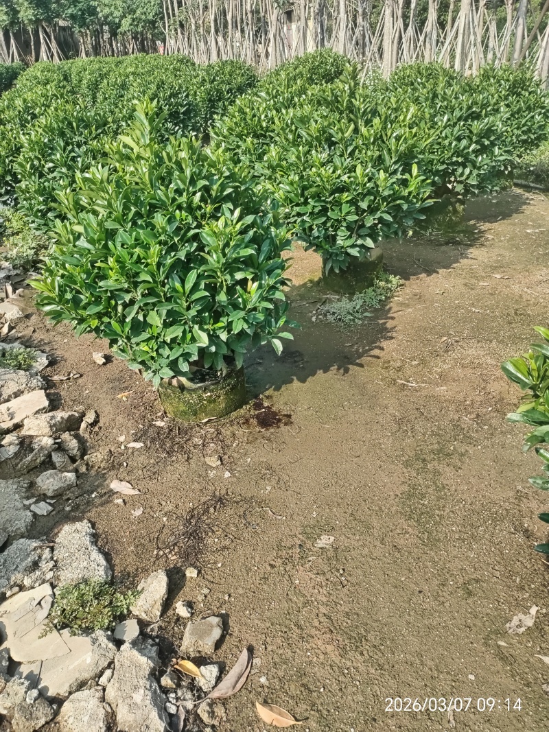 非洲茉莉