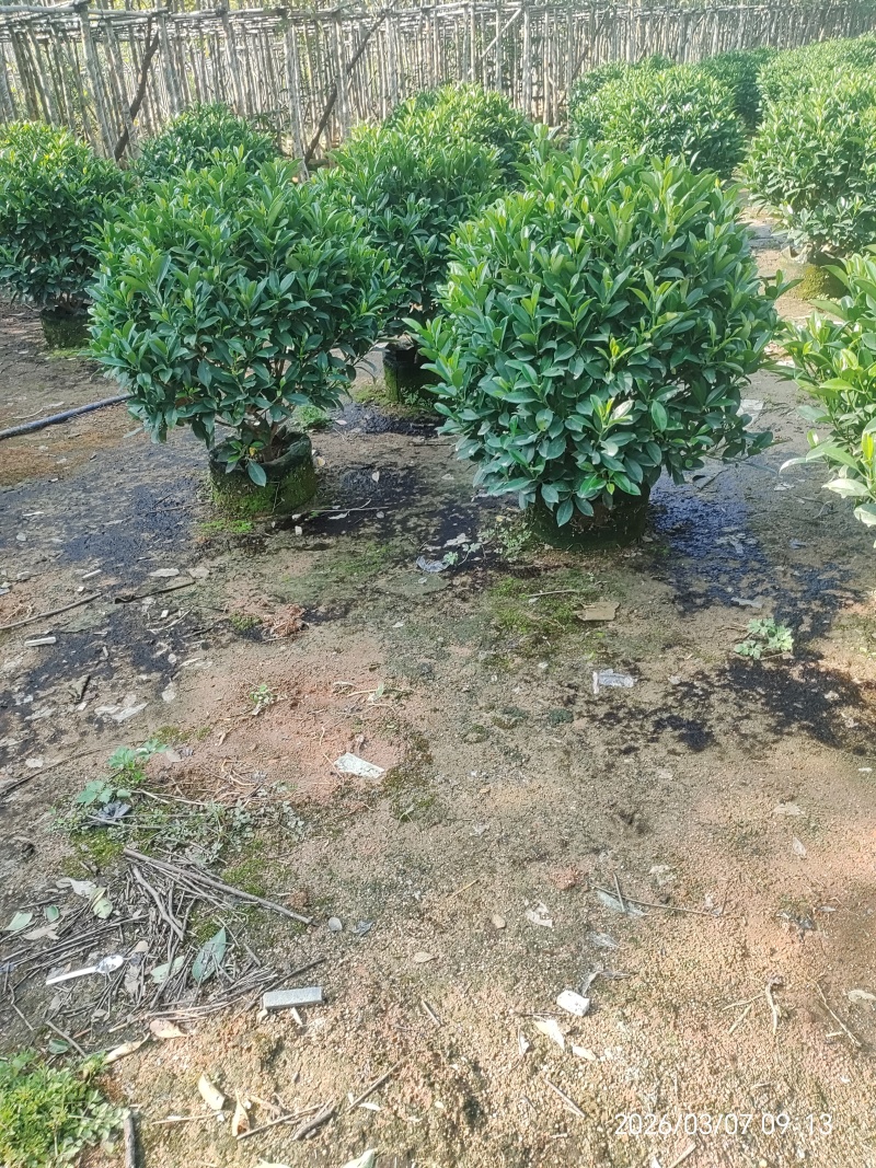 非洲茉莉