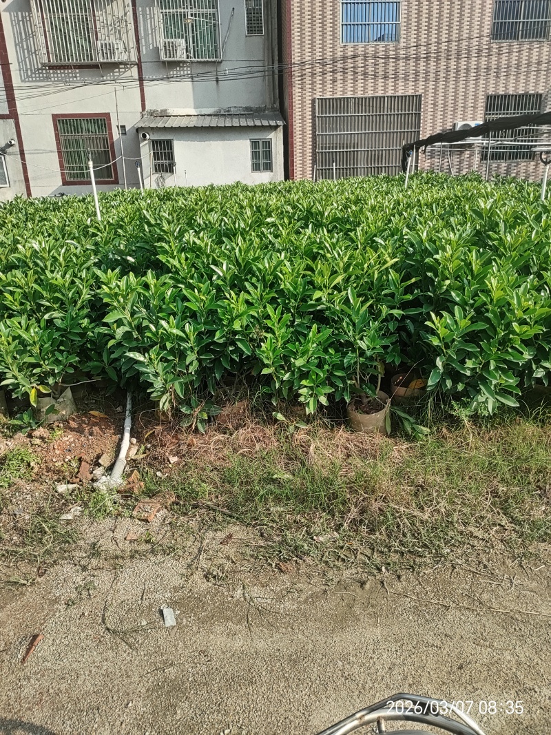 非洲茉莉