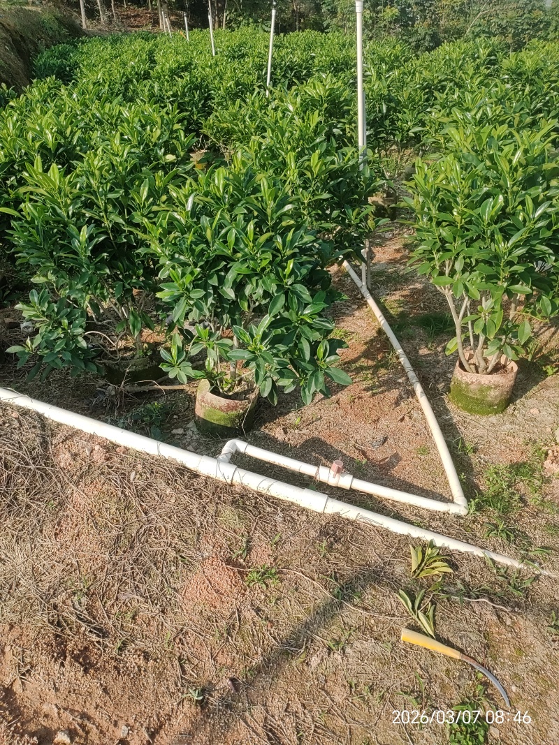 非洲茉莉
