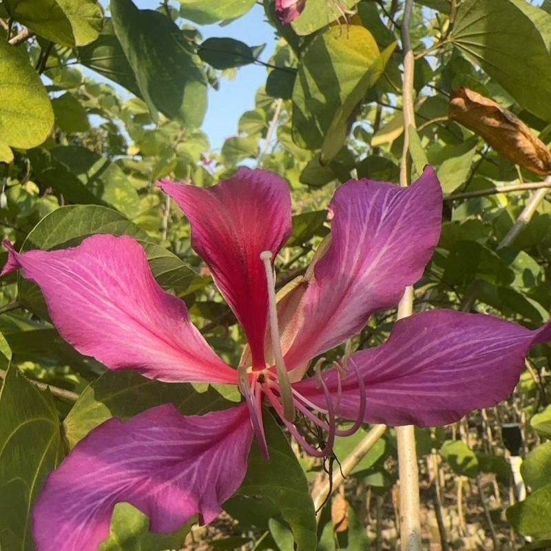 红花紫荆