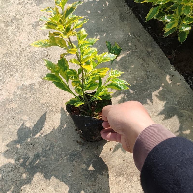 金边假连翘