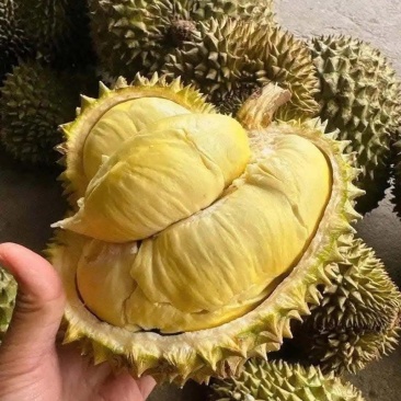 金枕榴莲一手批发价格