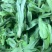 鼠曲草清明果