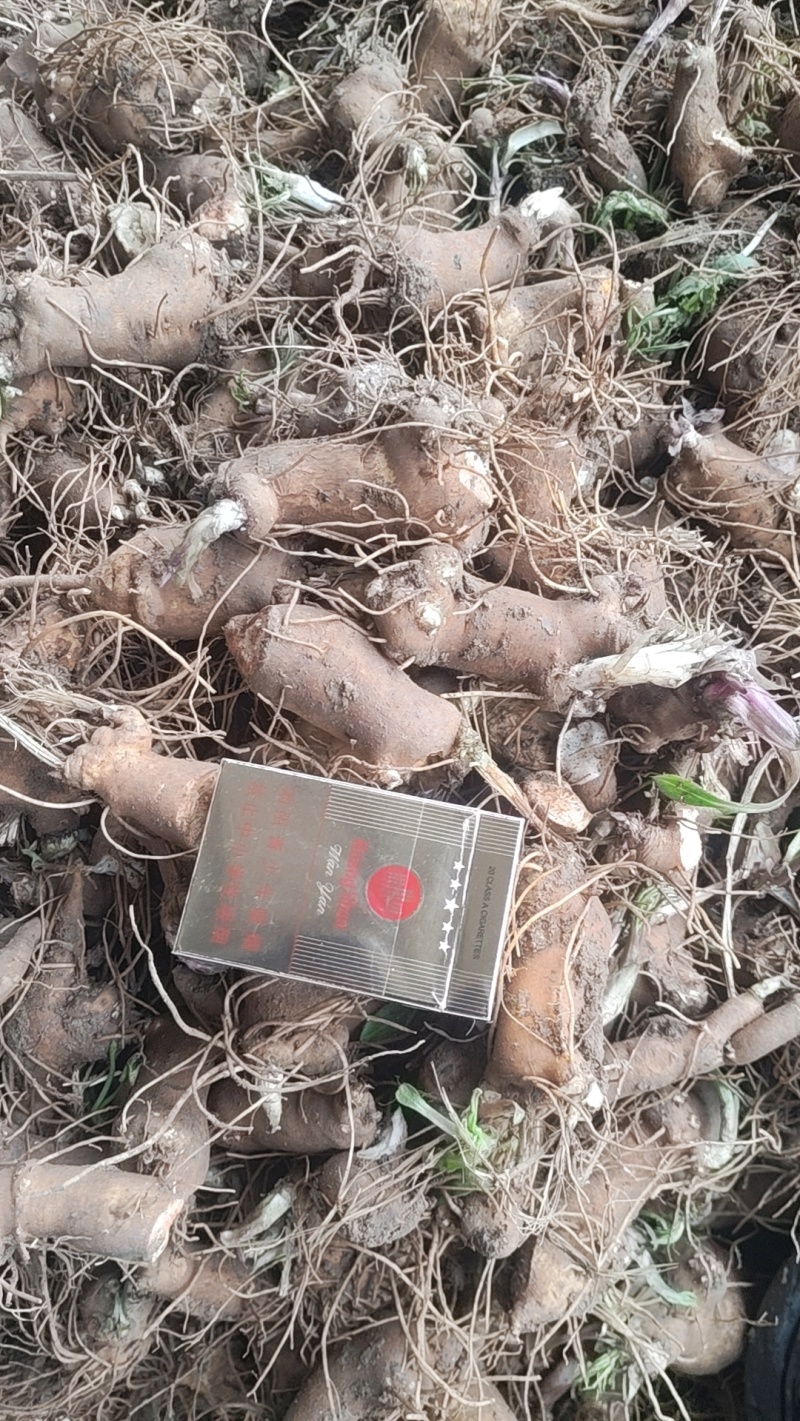 白术种苗