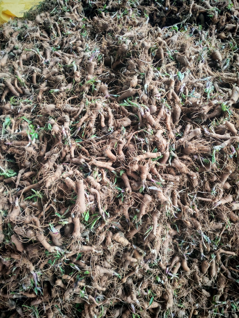 白术种苗
