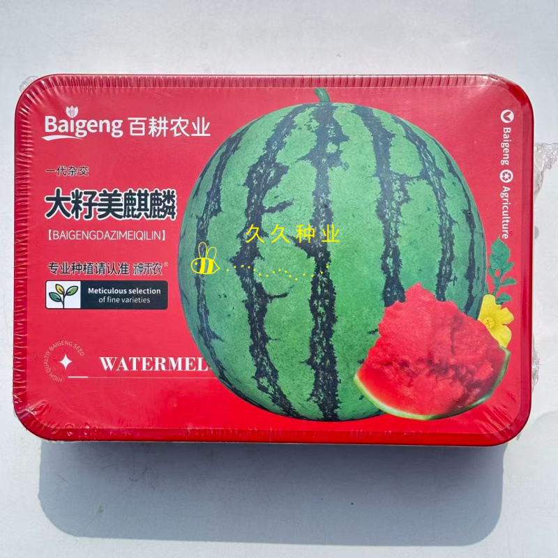 大籽美麒麟西瓜种子杂交中早熟圆形酥脆大红瓤早佳麒麟瓜